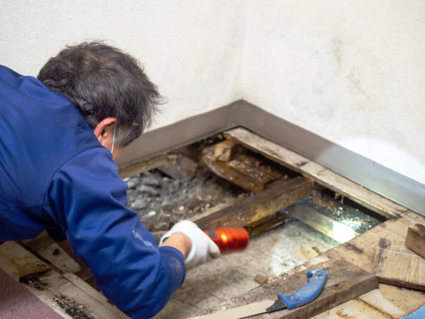 Best Attic Mold Remediation in Setauket, NY